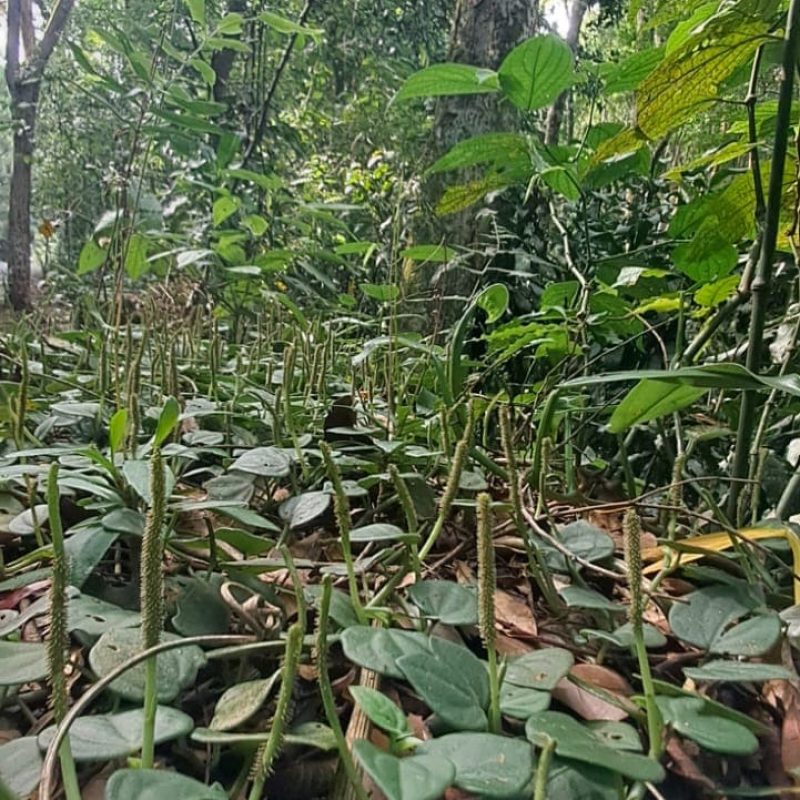 Floresta da Tijuca en Jeep3