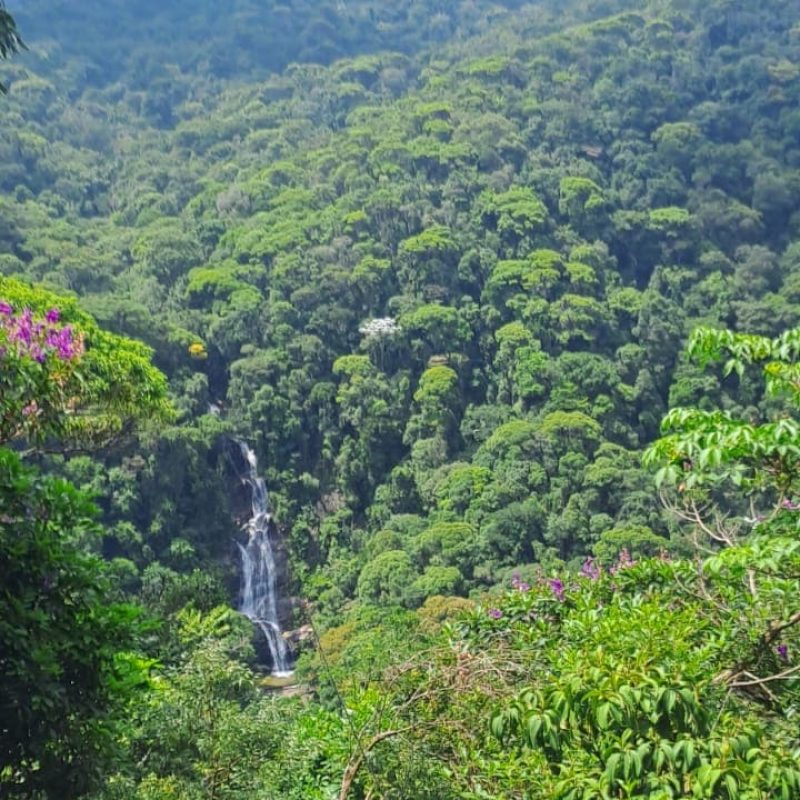Floresta da Tijuca en Jeep6